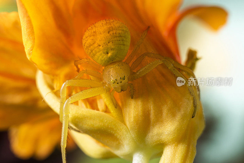 黄花蟹蛛(Misumena vatia)